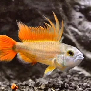 Sonderaktion Kakadu Zwergbuntbarsch Orange (Apistogramma cacatuoides orange)